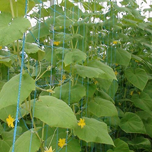 LJL Traders Plant Climbing Net, Creeper Plant Support Net For Agriculture And Gardening -10 Feet X 30 Feet (3Mx9M), Blue - Image 4