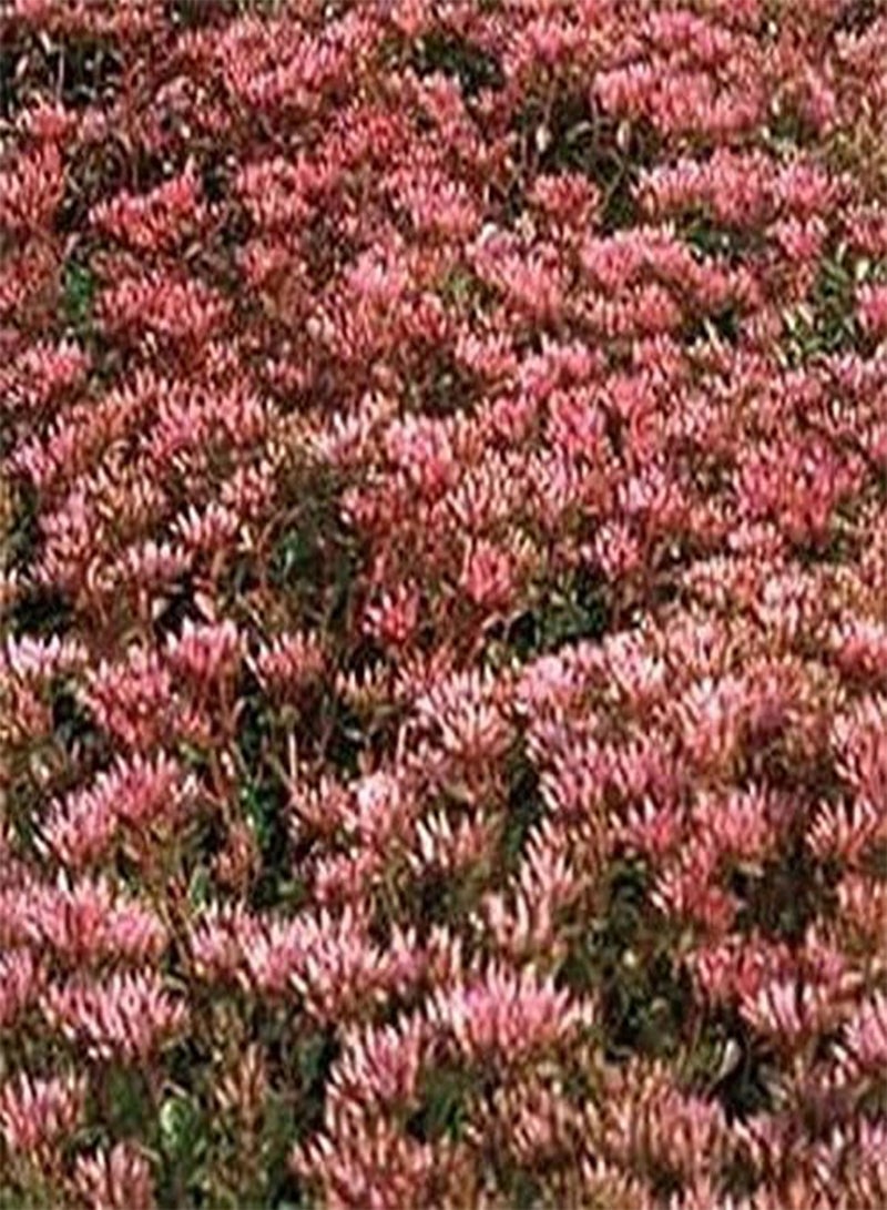 جي جوت سيدوم - سجادة أرجوانية - 100 - Image 1