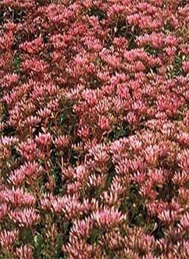 جي جوت سيدوم - سجادة أرجوانية - 100 - Image 2