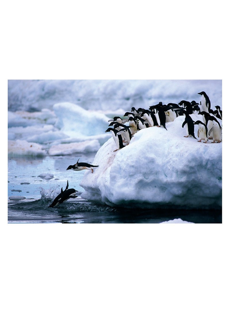 TOMAX Tomax - Penguins Puzzle 1000 Pieces - 100-181  - Image 2