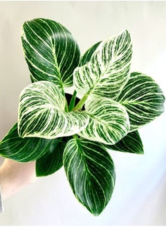 Philodendron Birkin