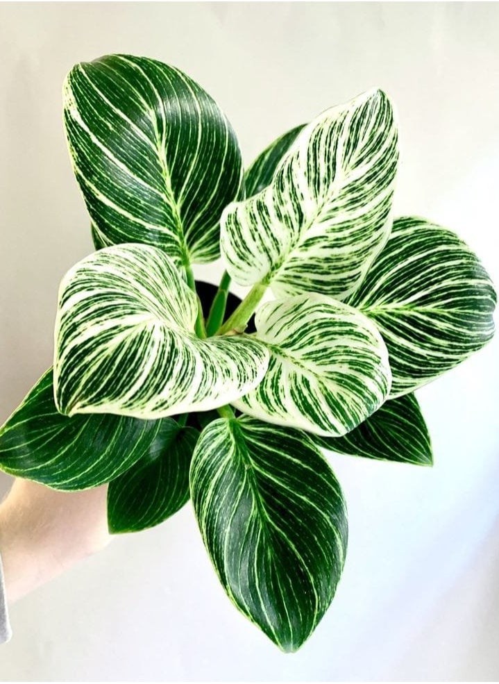 3OUD Plant House - Philodendron Birkin - Image 1
