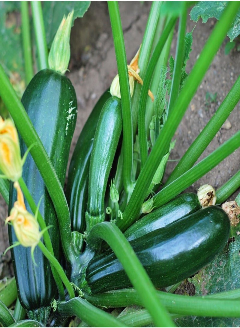 Vegetable Seeds, Courgette - Zucchini, V-COU-06, 25 Seeds Minimum Per Packet.