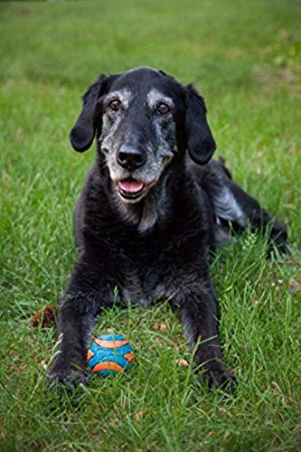 Chuckit! Ultra Squeaker Ball Dog Toy, Small (2 Inch) 2 Pack for Small Breeds - Image 3
