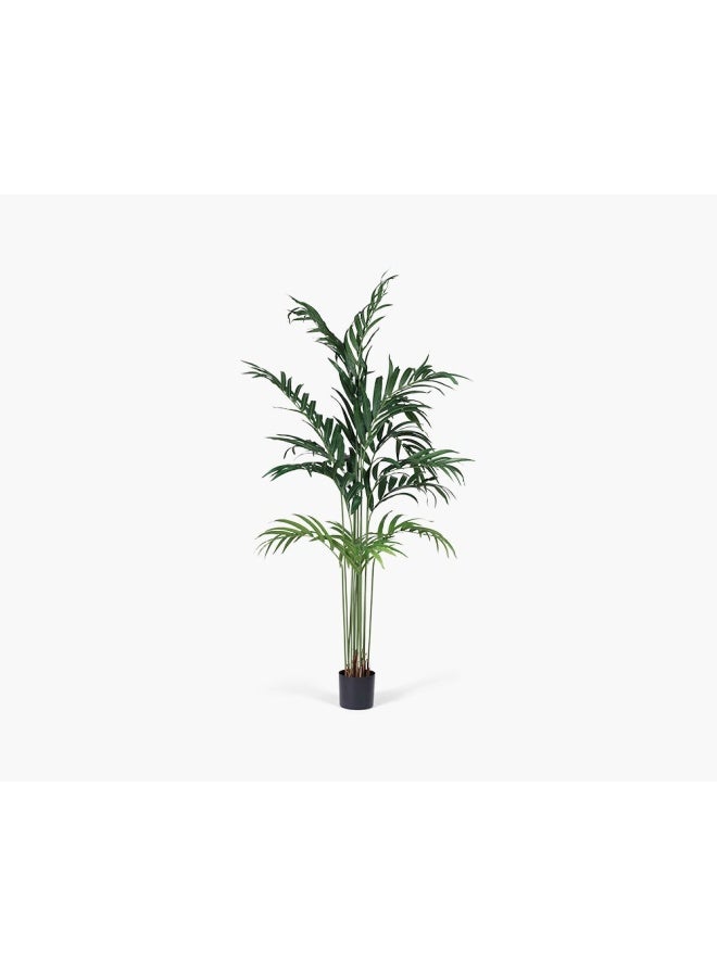 2XL Home Robusta Palm Tree  - Image 1