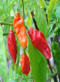 GGOOT 20 Ghost Pepper seeds Crazy HOT Naga Bhut Jolokia Cobra Chili ...