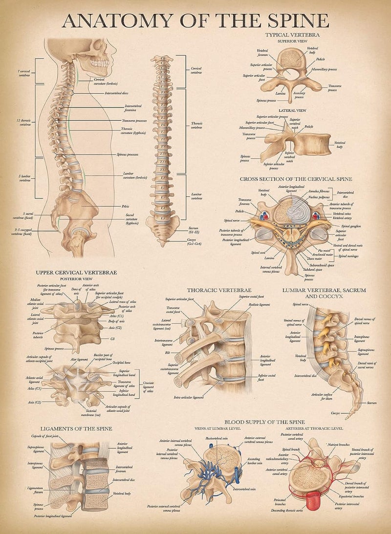 Vintage Anatomy of the Spine Poster - Laminated Spinal Anatomical Chart - 18" x 24" - Image 1