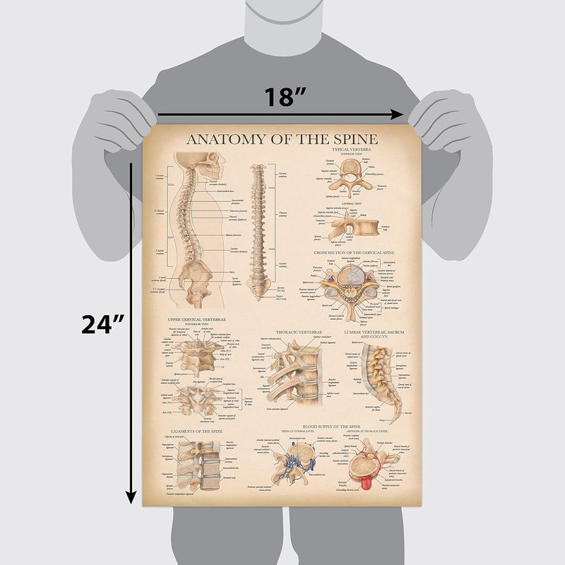 Vintage Anatomy of the Spine Poster - Laminated Spinal Anatomical Chart - 18" x 24" - Image 2