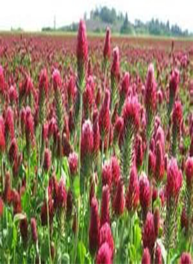 GGOOT Crimson Clover (Nitro Coated) Nice Garden Flower by  Bulk 0.2 Lb Seeds - Image 1