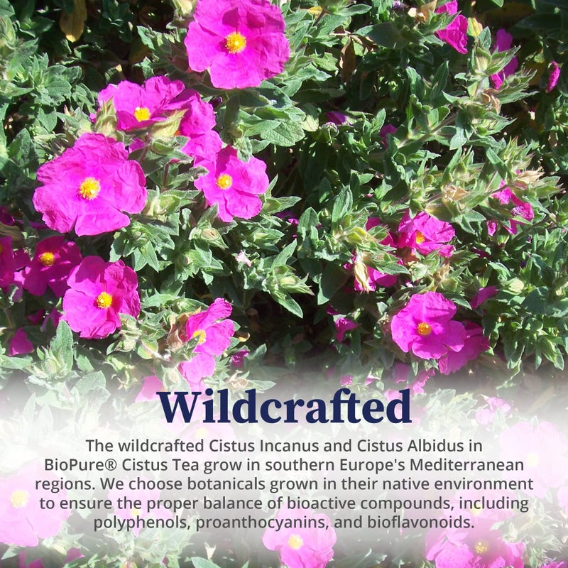 BioPure Cistus Loose Tea â€“ 3.5oz - Image 4