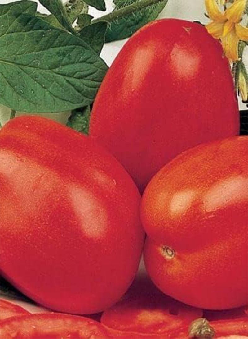 GGOOT 40 Seeds of Tomato Roma