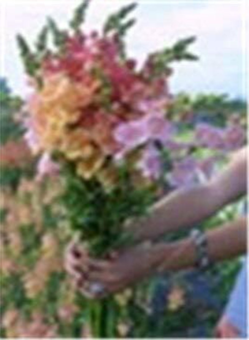 جي جوت بذور جديدة من زهرة أنتي رينوم للزراعة، ألوان متنوعة، 200 قطعة - Image 1