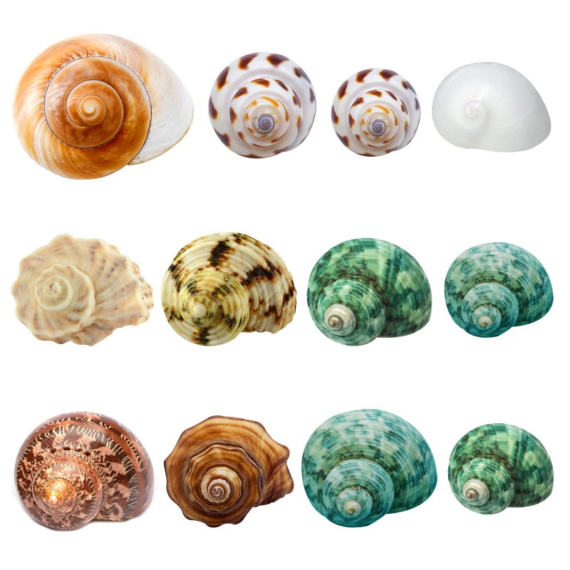 Hermit Crab Shells Medium and Large 12PCS Growth Turbo Seashells Size 11832 for Small Medium and Large Crabs Saltwater Hermit Crab SuppliesNatural Sea Shell Decor