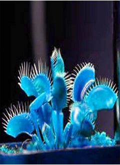 20 Blue Clip Venus Flytrap Plant Seeds