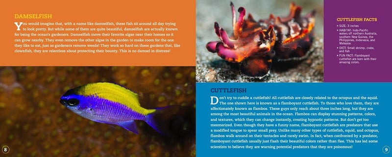 Clownfish Aren't So Funny: Fascinating Facts about Some of the Ocean's Most Misunderstood Creatures - Image 4