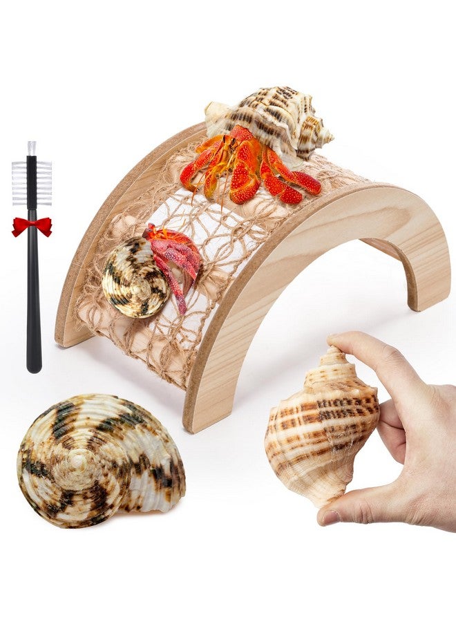 Generic Hermit Crab Climbing Bridge Toy, 2 Medium Sized Hermit Crab Shells, Hermit Crab Accessories, Great for Most Aquariums and Tanks, Provides Your Pet with Plenty of Climbing Fun and Hiding Place  - Image 1