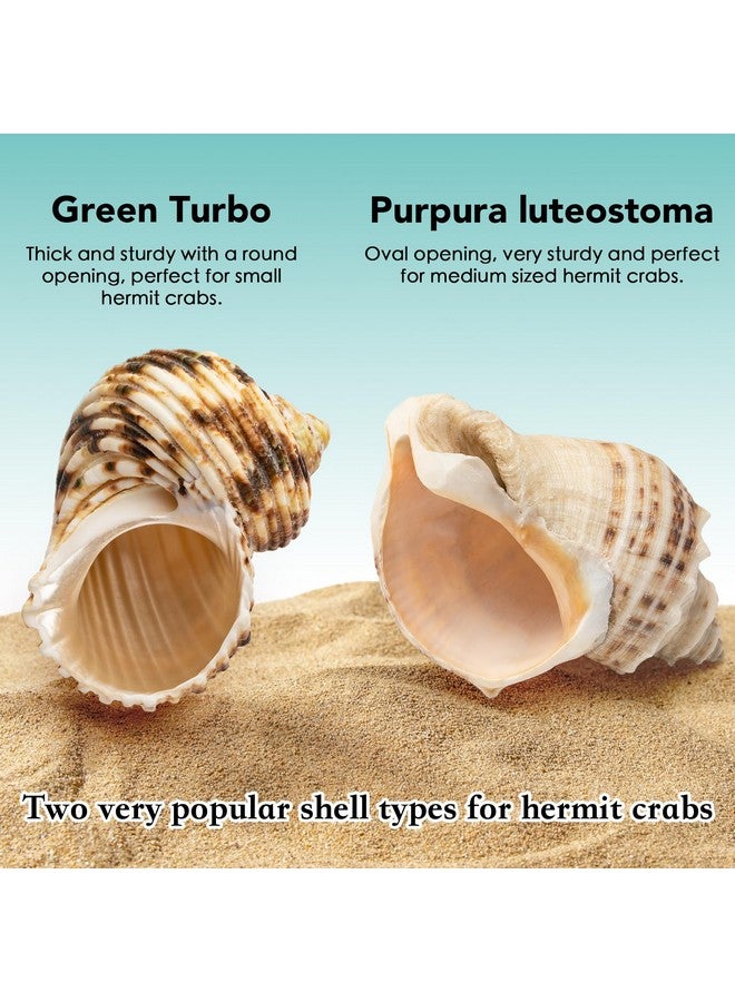 Generic Hermit Crab Climbing Bridge Toy, 2 Medium Sized Hermit Crab Shells, Hermit Crab Accessories, Great for Most Aquariums and Tanks, Provides Your Pet with Plenty of Climbing Fun and Hiding Place  - Image 4