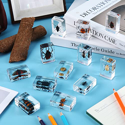 Macarrie 12 Pcs Insect Specimens, Bugs Collection Real Specimens of Butterflies and Beetles Made of Resin for Kids Classroom Science Education Animal Collection, Bug Preserved, Biology(Ladybug) - Image 5