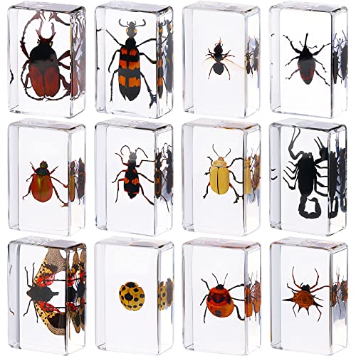 Macarrie 12 Pcs Insect Specimens, Bugs Collection Real Specimens of Butterflies and Beetles Made of Resin for Kids Classroom Science Education Animal Collection, Bug Preserved, Biology(Ladybug) - Image 1