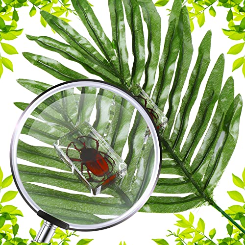 Macarrie 12 Pcs Insect Specimens, Bugs Collection Real Specimens of Butterflies and Beetles Made of Resin for Kids Classroom Science Education Animal Collection, Bug Preserved, Biology(Ladybug) - Image 3