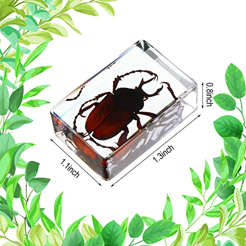 Macarrie 12 Pcs Insect Specimens, Bugs Collection Real Specimens of Butterflies and Beetles Made of Resin for Kids Classroom Science Education Animal Collection, Bug Preserved, Biology(Ladybug) - Image 4