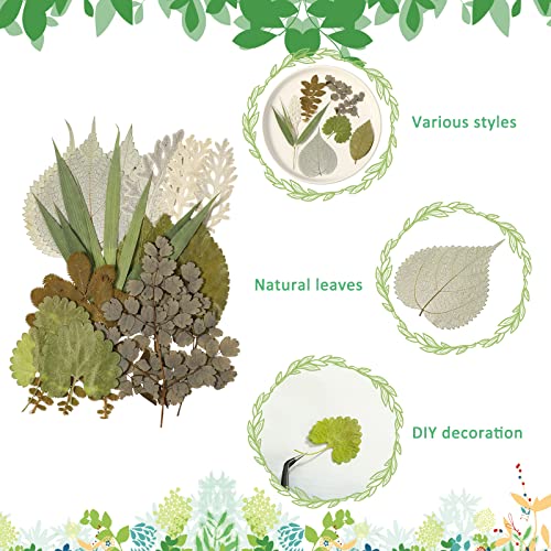 Timtin 84 Pieces Dried Pressed Leaves Flowers for Resin Mini Dried Flowers for Crafts Greenery Assorted for Art DIY Handmade Bookmarks 4 Bags(Vivid Style) - Image 2