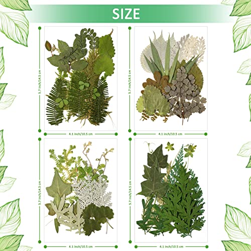 Timtin 84 Pieces Dried Pressed Leaves Flowers for Resin Mini Dried Flowers for Crafts Greenery Assorted for Art DIY Handmade Bookmarks 4 Bags(Vivid Style) - Image 5