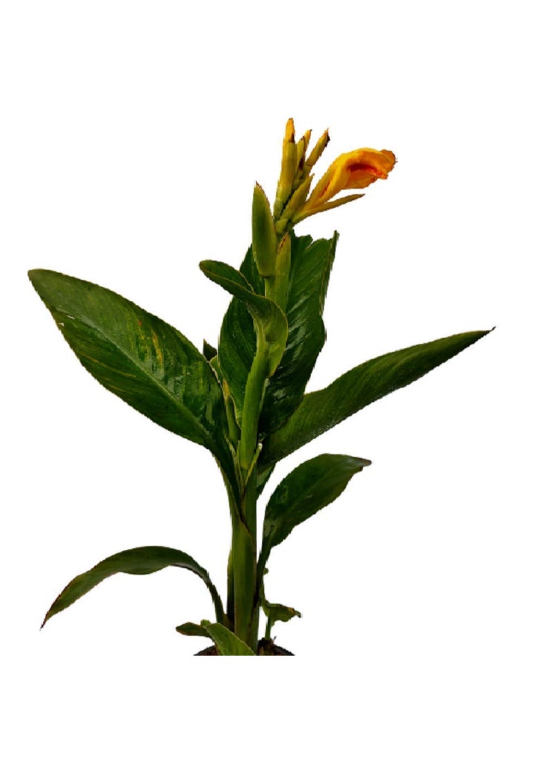 Generic OXTIC Canna Yellow flowers Live Plant with Included pot Free Vermi Compost fertilizer  - Image 2