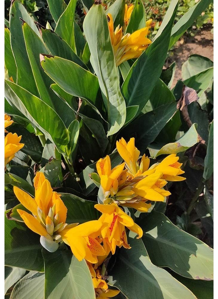 Generic OXTIC Canna Yellow flowers Live Plant with Included pot Free Vermi Compost fertilizer  - Image 1