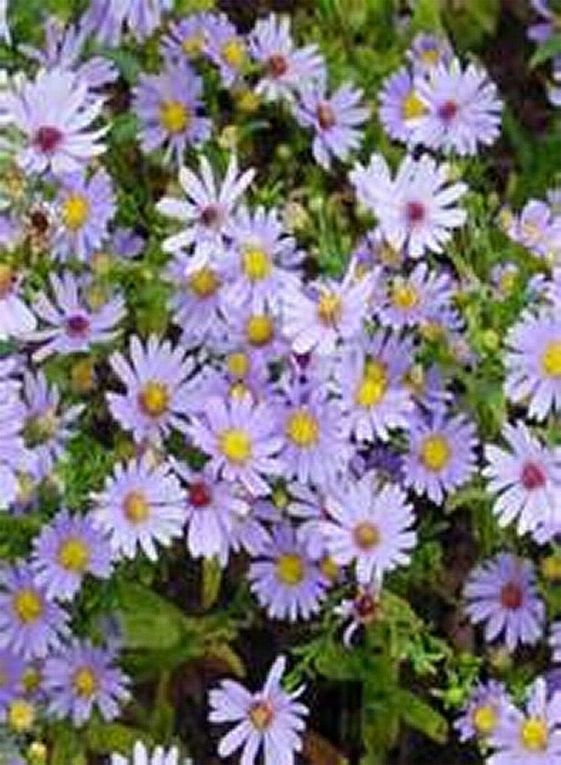 جي جوت أستر- أزرق سماوي- 50 بذرة - Image 1