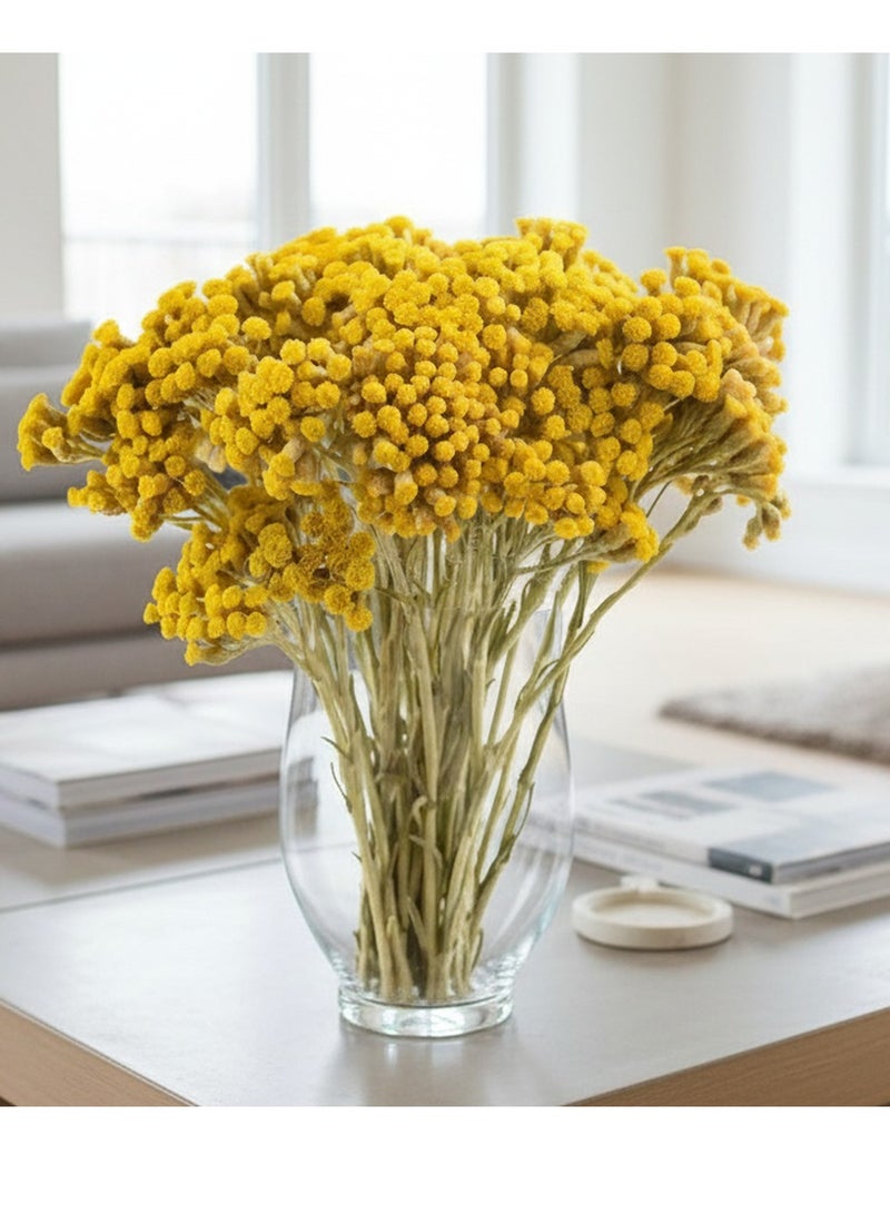 FANCY FLOWERS FANCY Premium Dried Lonas Flowers | Long-Lasting Yellow & Painted Decorative Stems | Natural Dried Botanicals for Home Decor - Image 4