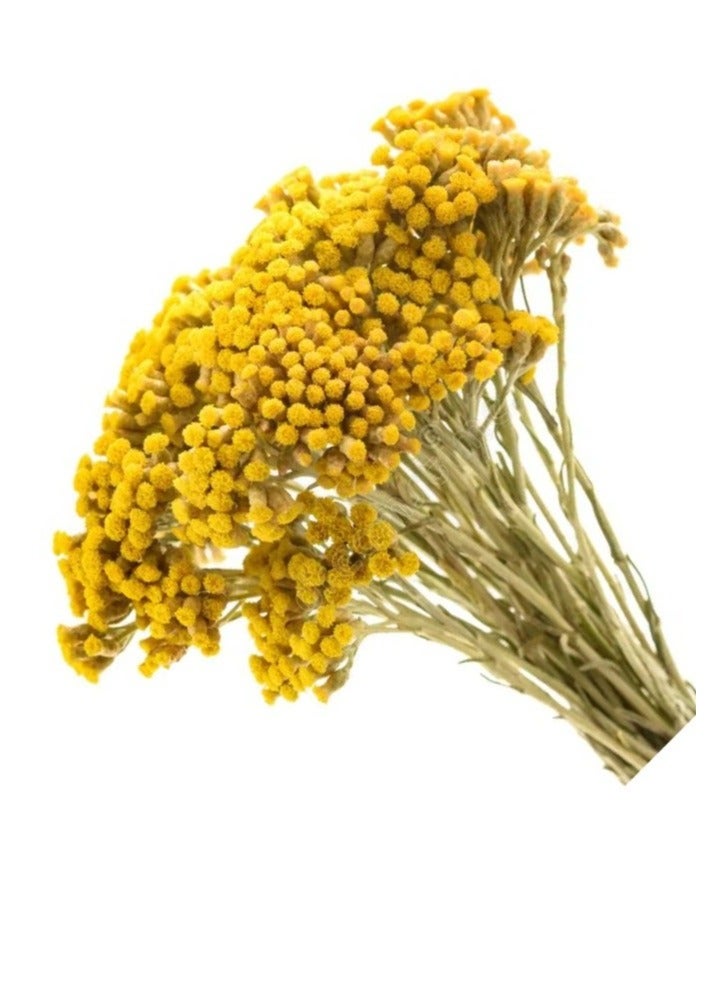 FANCY FLOWERS FANCY Premium Dried Lonas Flowers | Long-Lasting Yellow & Painted Decorative Stems | Natural Dried Botanicals for Home Decor - Image 3