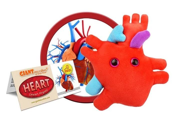 Giant Microbes GIANTmicrobes Heart Plush, Heart Stuffed Animal, Heart Transplant Gifts, Heart Toy, Anatomical Heart Gifts, Cardiologist Gifts, Cardiology Gifts, Open Heart Surgery Gifts, Heart Attack Survivor Gifts - Image 2