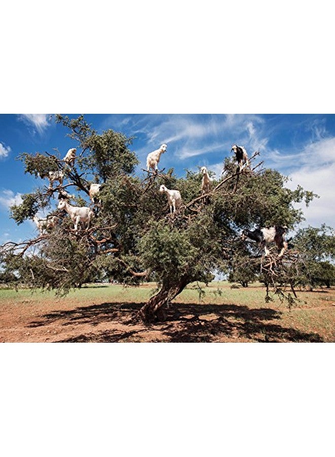 US Organic Moroccan Argan Oil, Cold-Pressed Virgin, Usda Certified, 100% Pure, Unrefined, For Hair, Skin, Nail & Cuticle Care, In Amber Glass Bottle, Sourced From Morocco (4 Oz (Large)) - Image 5