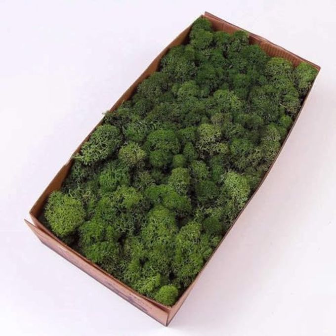 prefleur Preserved Reindeer Moss Natural Green DIY Kit Gardenning Art Wall Decor Florist Decor Table Decor Wedding (0.85lb)(Green-06) - Image 1