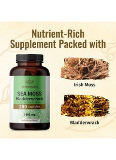 HERBAMAMA Irish Sea Moss Capsules Organic Sea Moss And Bladderwrack Pills Vegan Seamoss For Men & Women Dr Sebi Sea Moss Pills For Energy & Thyroid Support Irish Moss Powder 250 Caps  - Image 4