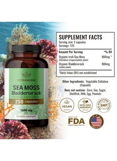 HERBAMAMA Irish Sea Moss Capsules Organic Sea Moss And Bladderwrack Pills Vegan Seamoss For Men & Women Dr Sebi Sea Moss Pills For Energy & Thyroid Support Irish Moss Powder 250 Caps  - Image 3