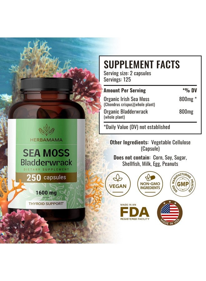 HERBAMAMA Irish Sea Moss Capsules Organic Sea Moss And Bladderwrack Pills Vegan Seamoss For Men & Women Dr Sebi Sea Moss Pills For Energy & Thyroid Support Irish Moss Powder 250 Caps - Image 3