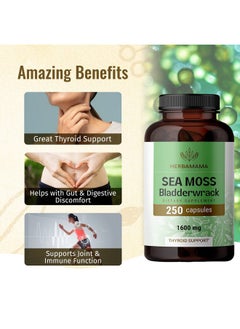 HERBAMAMA Irish Sea Moss Capsules Organic Sea Moss And Bladderwrack Pills Vegan Seamoss For Men & Women Dr Sebi Sea Moss Pills For Energy & Thyroid Support Irish Moss Powder 250 Caps  - Image 5