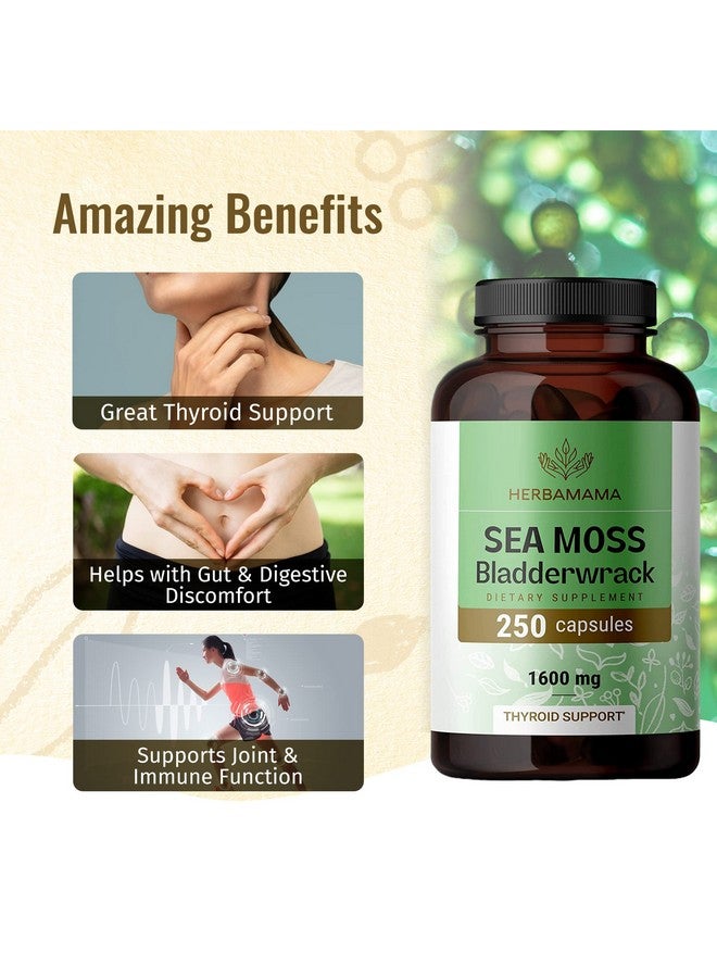 HERBAMAMA Irish Sea Moss Capsules Organic Sea Moss And Bladderwrack Pills Vegan Seamoss For Men & Women Dr Sebi Sea Moss Pills For Energy & Thyroid Support Irish Moss Powder 250 Caps - Image 5