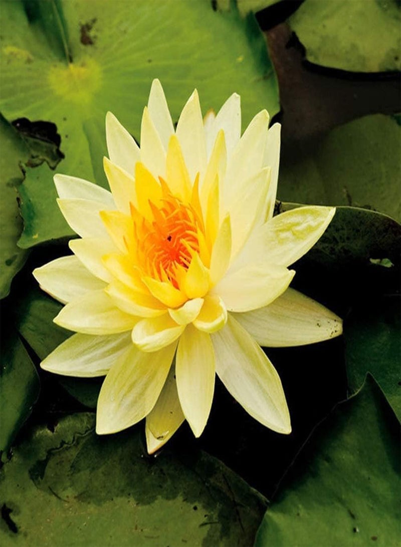 GGOOT 10pcs Fresh Yellow Lotus Seeds Mini Dwarf Water Lily Flower Bowl Seeds for Planting Home Garden Yard Pond Decoration Suitable for Beginners - Image 2
