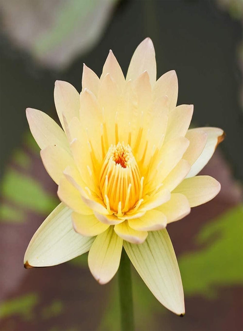 GGOOT 10pcs Fresh Yellow Lotus Seeds Mini Dwarf Water Lily Flower Bowl Seeds for Planting Home Garden Yard Pond Decoration Suitable for Beginners - Image 3