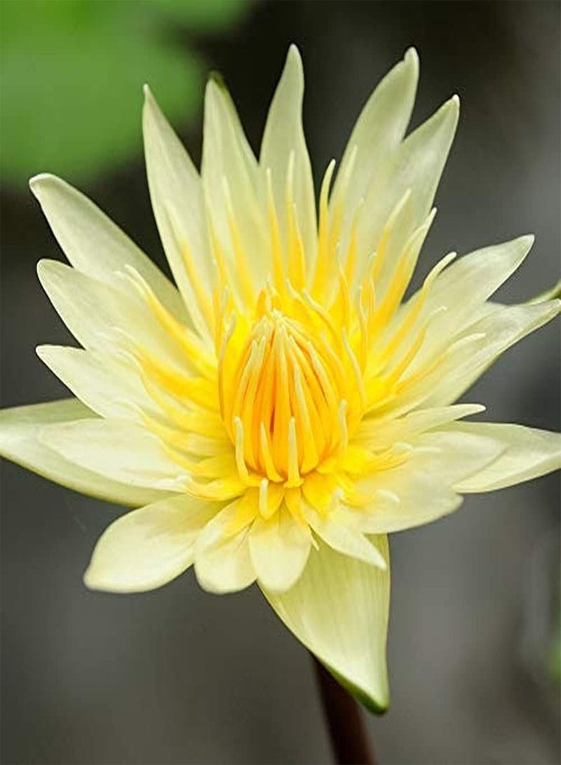 GGOOT 10pcs Fresh Yellow Lotus Seeds Mini Dwarf Water Lily Flower Bowl Seeds for Planting Home Garden Yard Pond Decoration Suitable for Beginners - Image 1