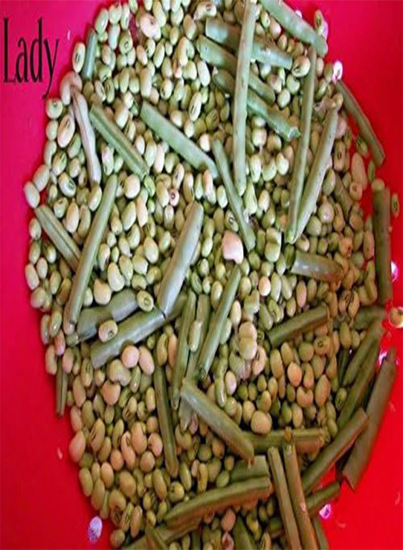 GGOOT Lady Cream pea AKA: Lady Finger Pea, Rice Pea, Catjang Pea Southern (100 Seeds) - Image 3