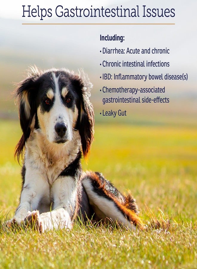 ركس فيتامينز كبسولات نوتريجست من آر إكس فيتامينز للقطط والكلاب - بروبيوتيك لصحة الجهاز الهضمي معزز بالجلوكوزامين لدعم صحة الأمعاء - يساعد في تخفيف الإمساك وعلاج الإسهال - 90 كبسولة - Image 5