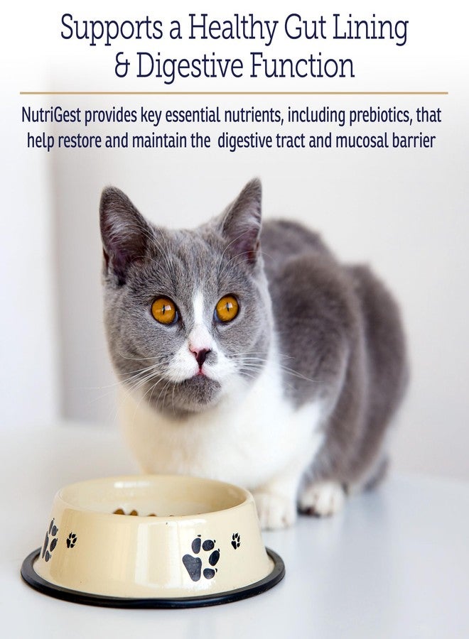 ركس فيتامينز كبسولات نوتريجست من آر إكس فيتامينز للقطط والكلاب - بروبيوتيك لصحة الجهاز الهضمي معزز بالجلوكوزامين لدعم صحة الأمعاء - يساعد في تخفيف الإمساك وعلاج الإسهال - 90 كبسولة - Image 3