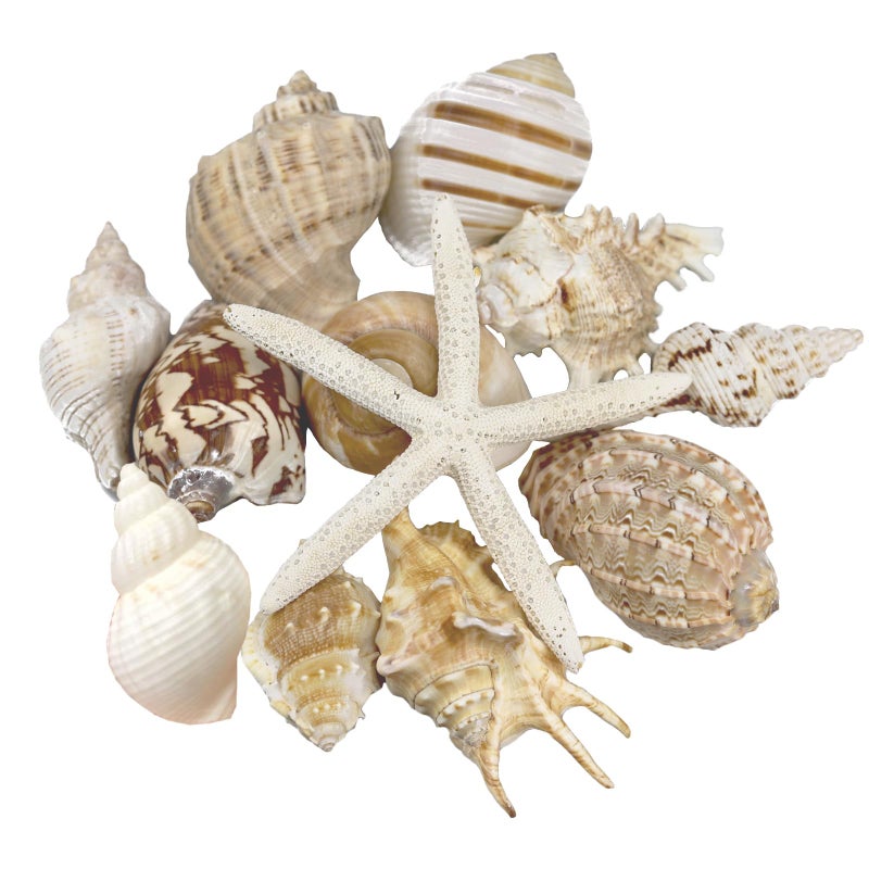 Miraclekoo 12 PCS Large Seashells Natural Mixed Beach Sea Shells Starfish Perfect for Beach Theme Party Home Decor DIY Crafts Fish Tank and Vase Filler 