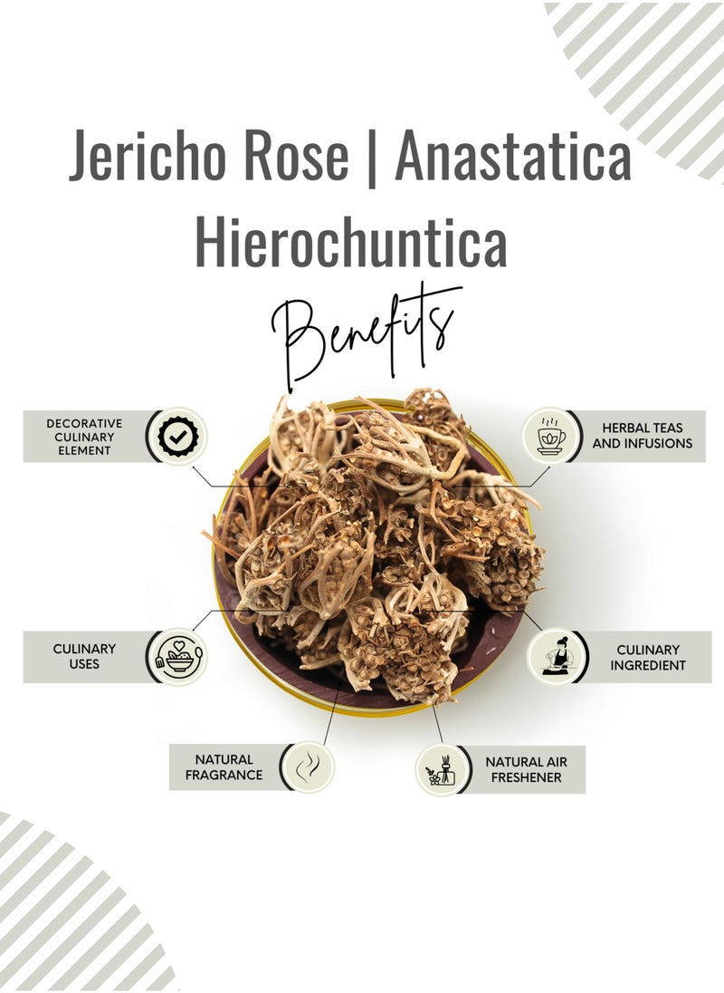 Jericho Rose | Anastatica hierochuntica - pzsku/ZB648A24671C9E1FC7D46Z/45/_/1728914146/a9de90f2-3f51-46e8-8386-028530204997