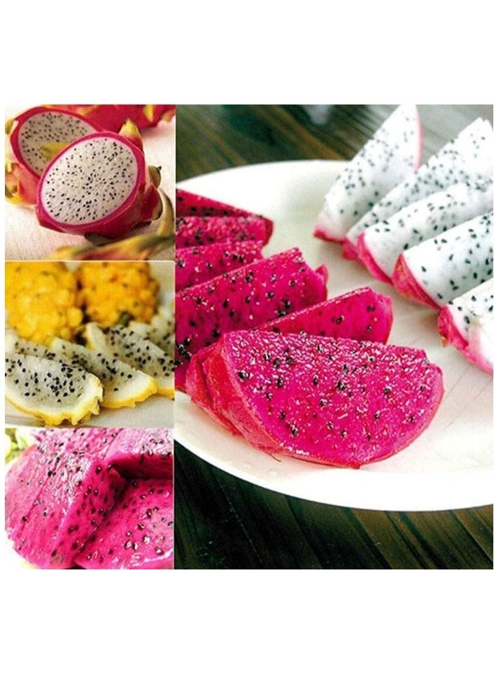 100pcs Pitaya Seeds Dragon Fruit Perennial Delicious Fruit Plants Outdoor Unique Garden Decoration With Decorative Value Mixed - Image 1
