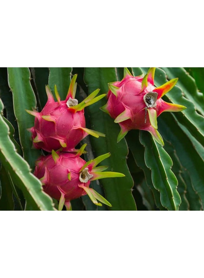 100pcs Pitaya Seeds Dragon Fruit Perennial Delicious Fruit Plants Outdoor Unique Garden Decoration With Decorative Value Mixed - Image 2